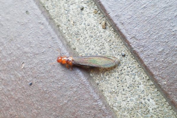 気温の急上昇とともに現れる羽蟻の群れ、正体はシロアリ？