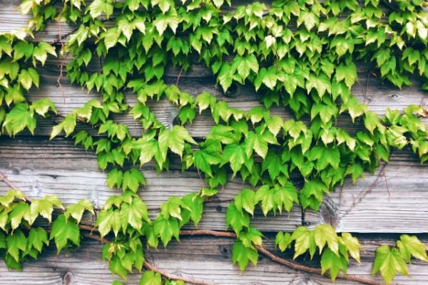 この時期は要注意!植物による住まいのトラブル この時期は要注意!植物による住まいのトラブル