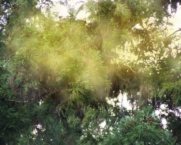 花粉！冷気！24時間換気のもったいない使い方