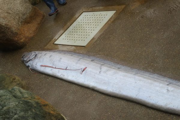 2022年 深海魚と地震の関係・大調査 2022年 深海魚と地震の関係・大調査