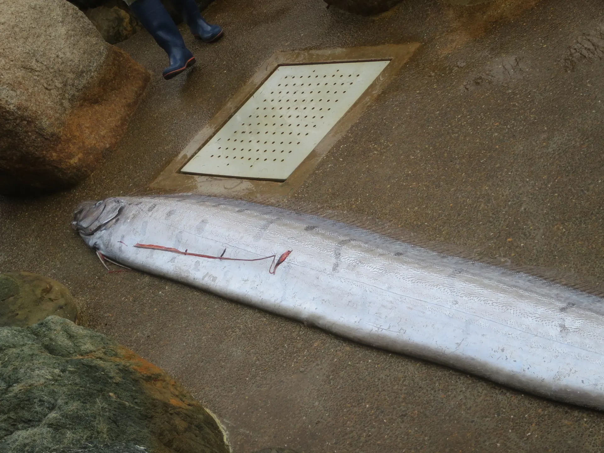 2022年 深海魚と地震の関係・大調査 2022年 深海魚と地震の関係・大調査
