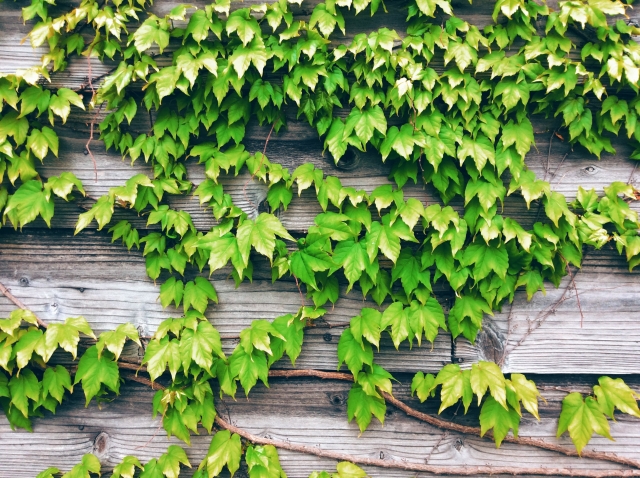 この時期は要注意 植物による住まいのトラブル さくら事務所