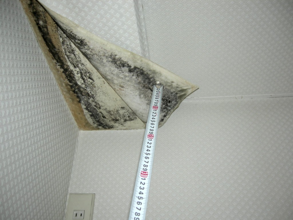 天井の壁紙裏に発生したカビ