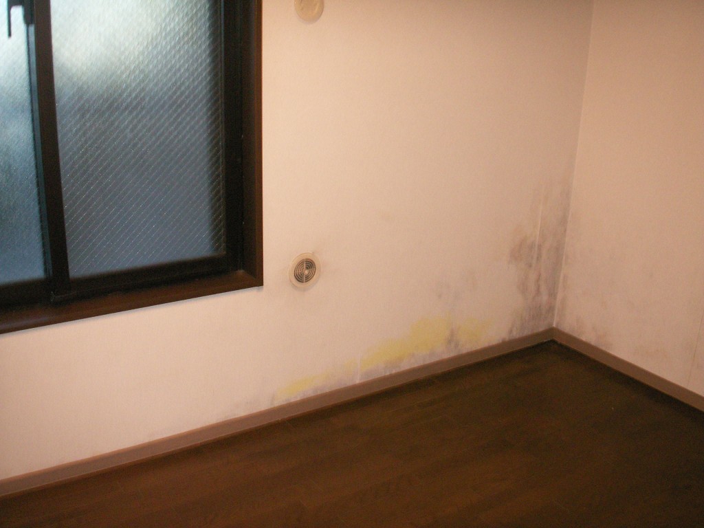 mold on the wall